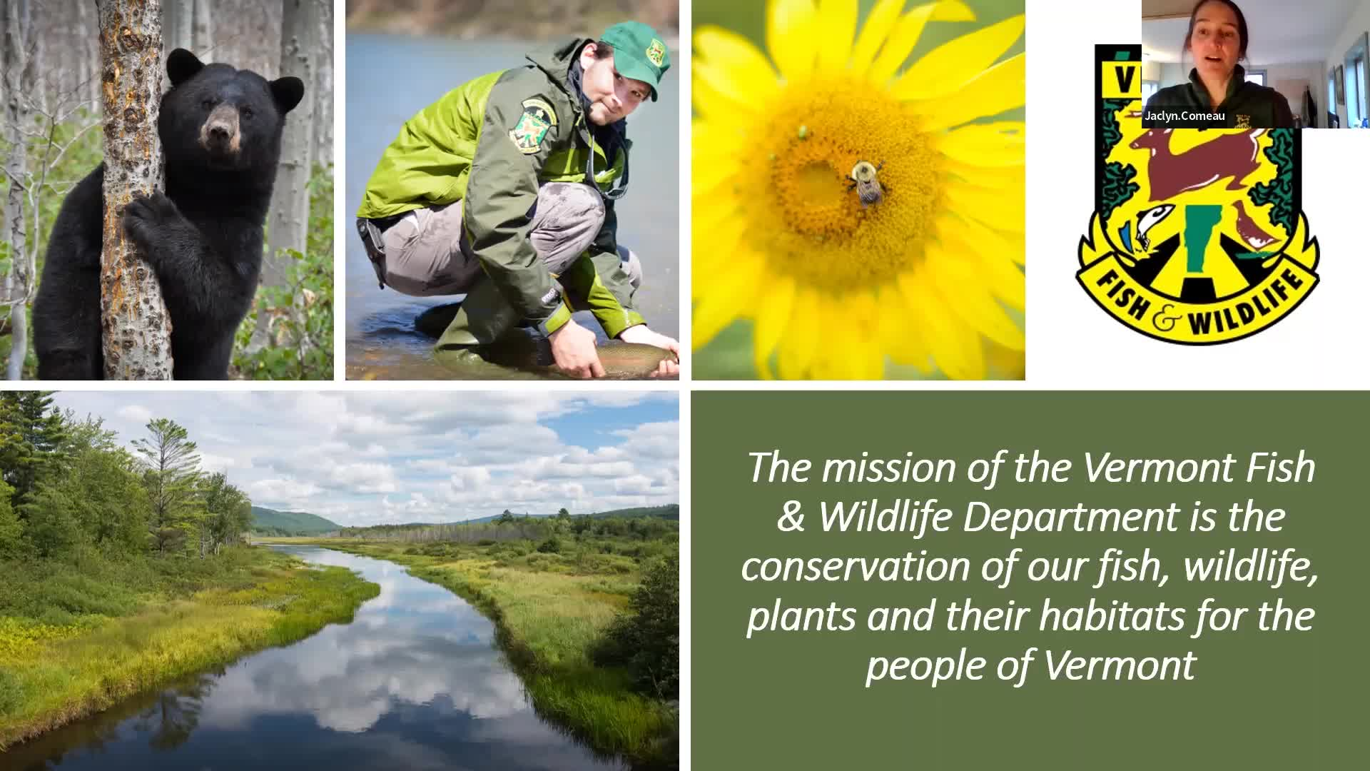 Vermont Fish & Wildlife: 'Jaclyn Comeau Talks About All Things Bears'