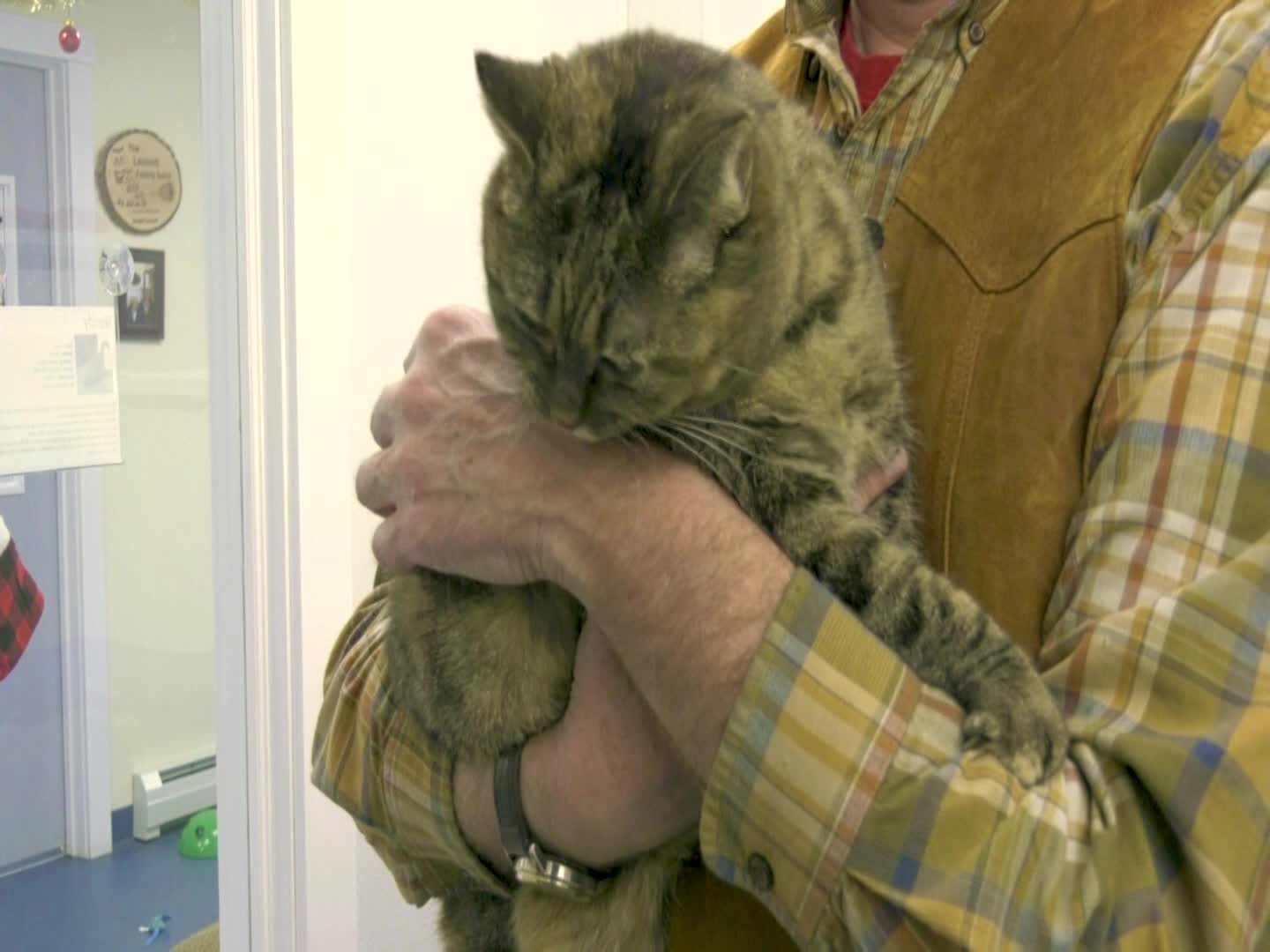 Thumbnail image for Kingdom Animal Shelter: 'Available Cats'