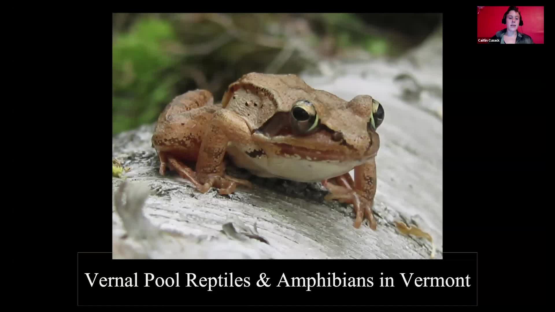 Thumbnail image for Vermont Land Trust: 'Vernal Pool Reptiles And Amphibians'
