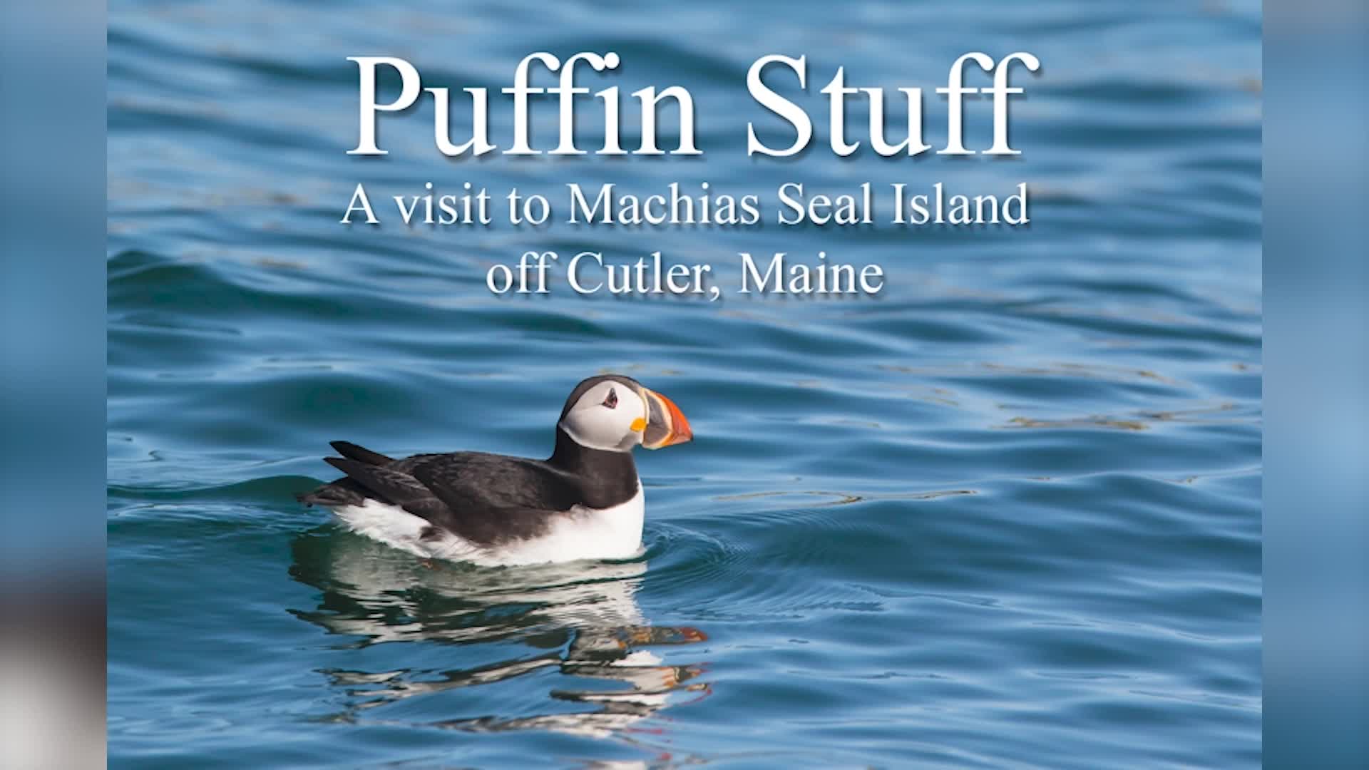 Thumbnail image for The Thompson Center: 'Puffins W/ Photographer Ian Clark'