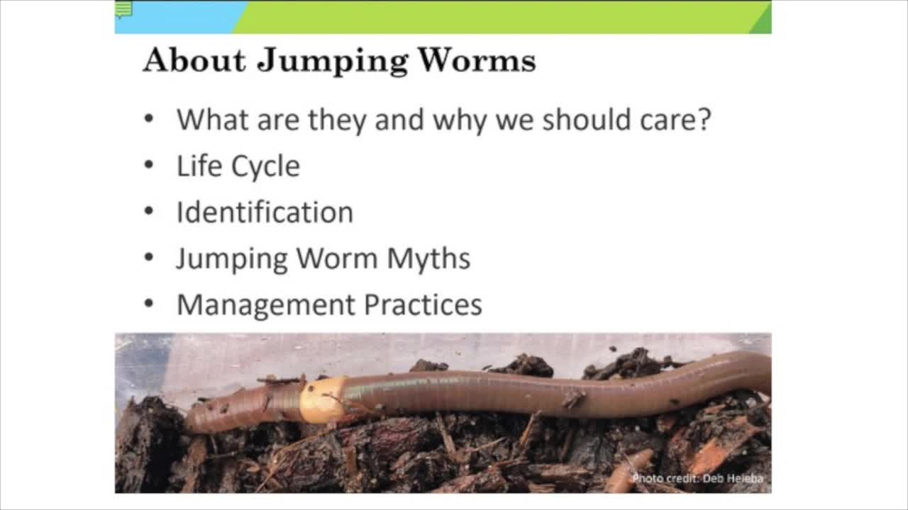 Thumbnail image for WPL, UVM Extension: 'Jumping Worms' with Cindy Heath