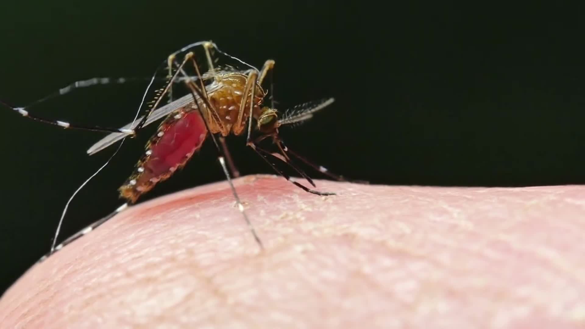 Thumbnail image for VT Language Justice Project: 'Preventing Mosquito Bites'