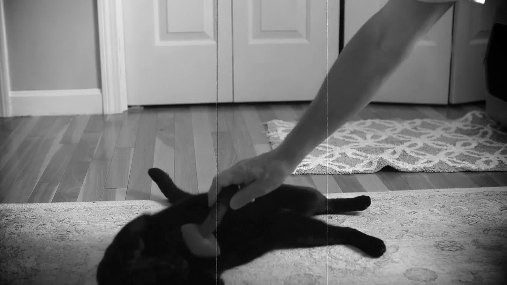 Thumbnail image for Paws & Play 2024: 'The Media Factory’s Pet Video Contest'