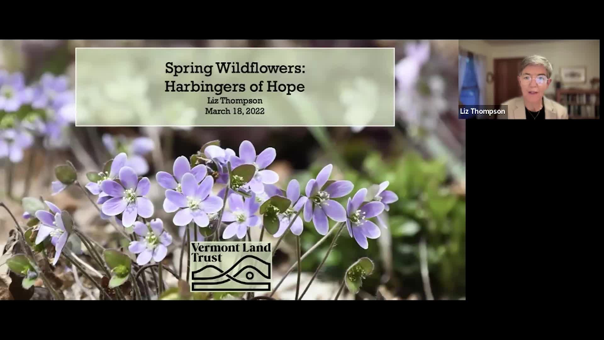 Thumbnail image for VT Land Trust: 'Spring Wildflowers: Harbingers of Hope'