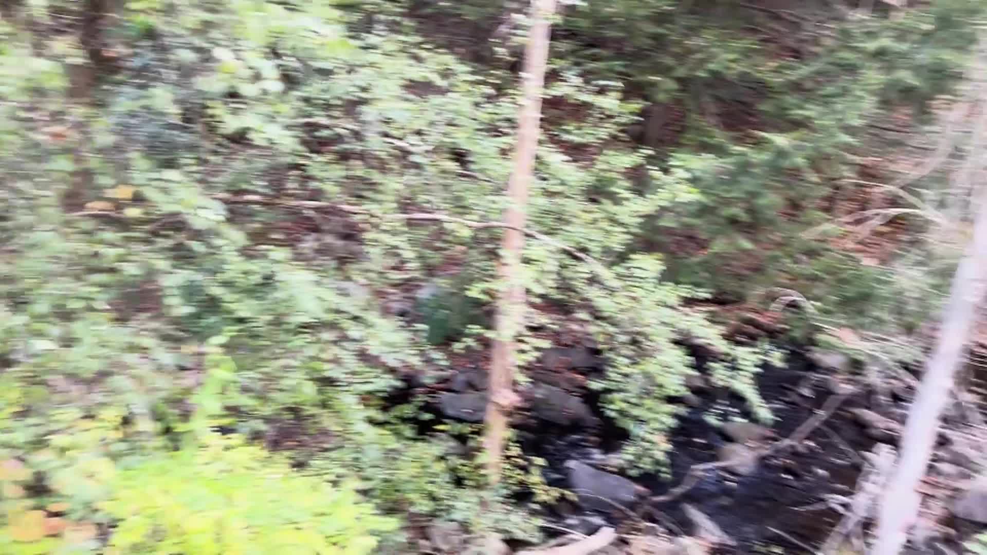 Vermont's 100 Covered Bridges 'Baltimore Bridge, Springfield'