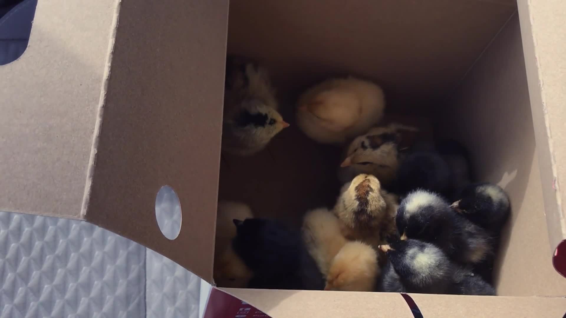 Rations: 'MRE Pizza, Poundcake & Poultry?'