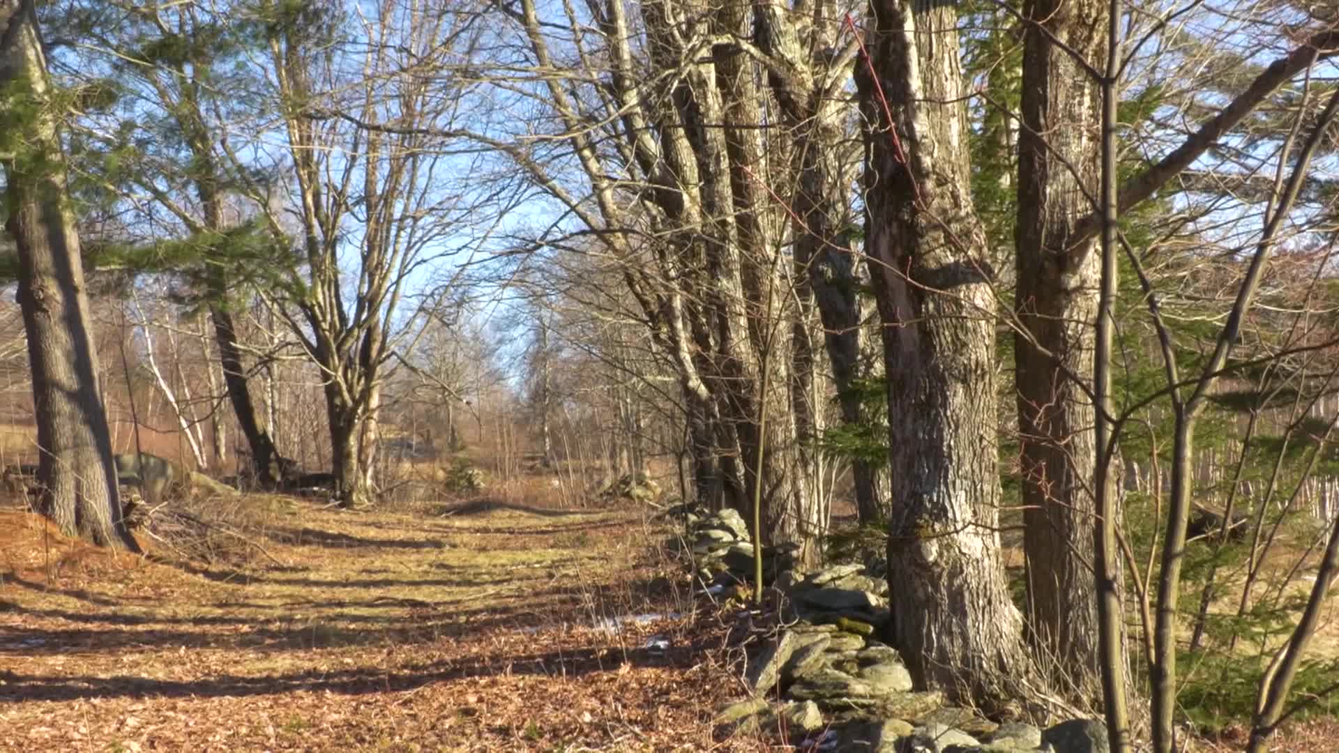VT Master Naturalist: 'Boyce Hill'
