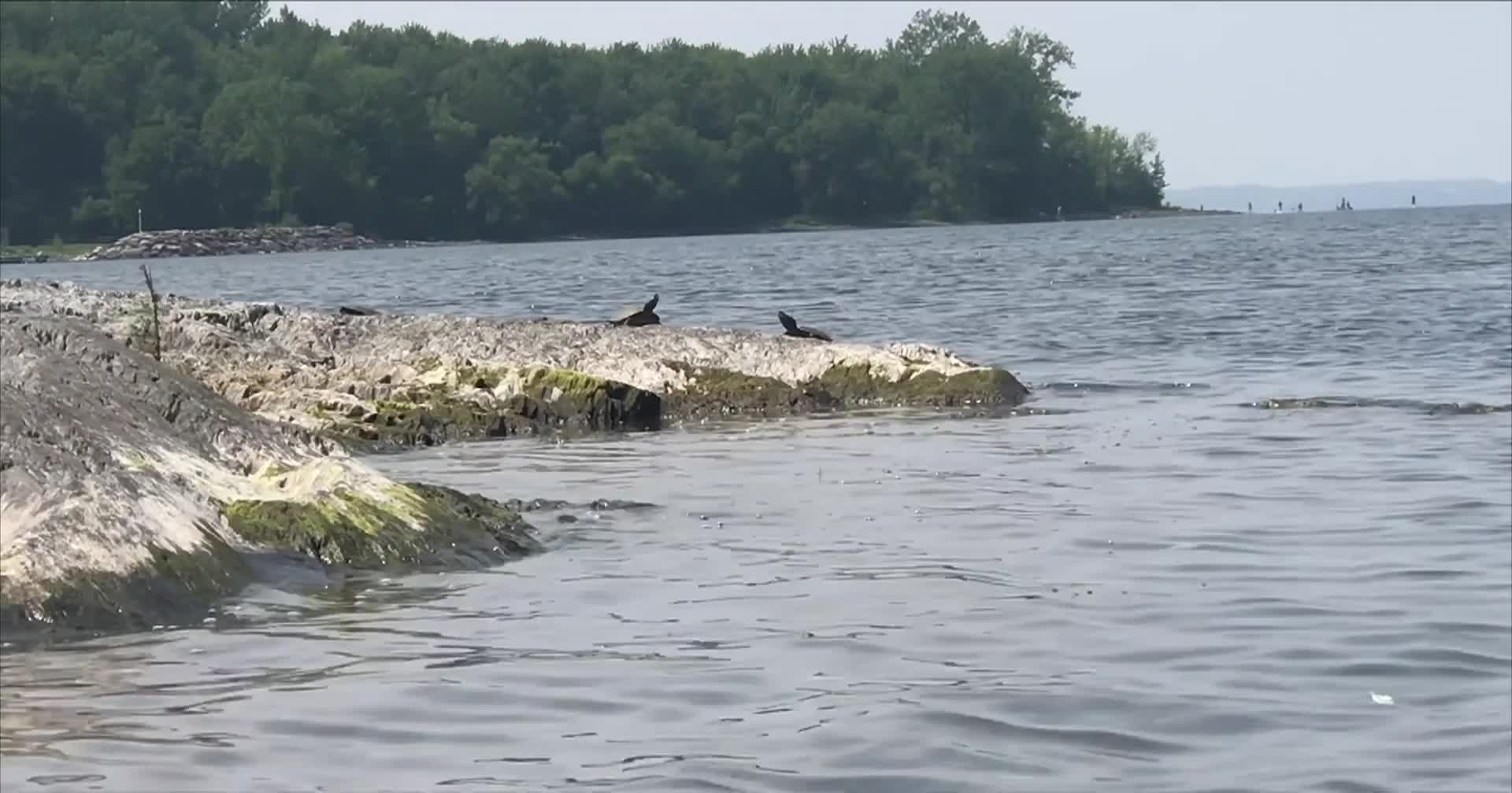 Rations: 'Operation Turtle Island'