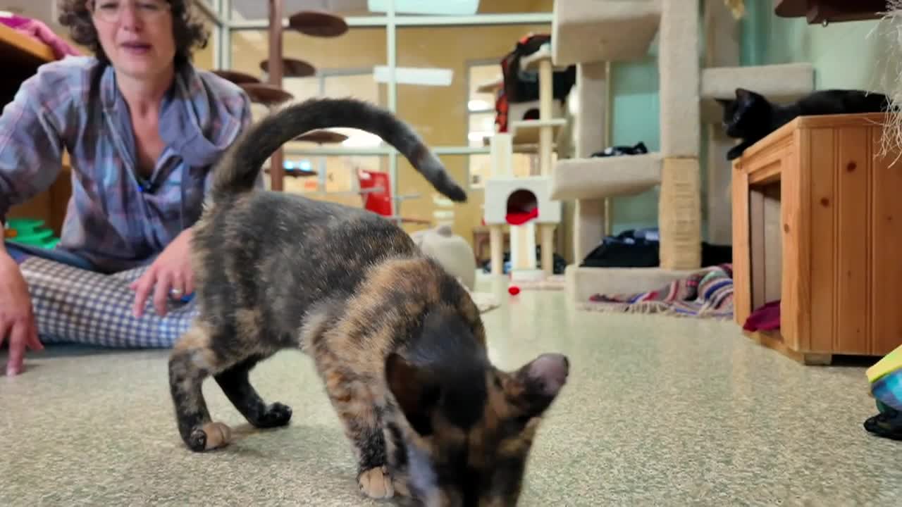 Lucy Mackenzie Humane Society: 'Autumn Adoptables'
