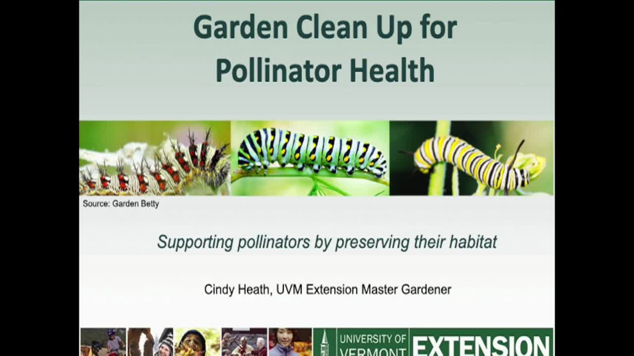 WPL, UVM Extension: 'Garden Clean Up For Pollinator Health'