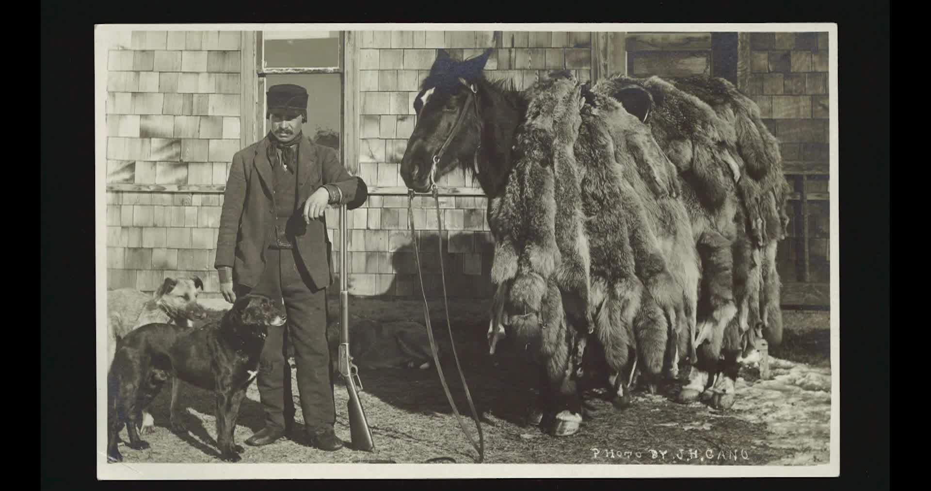 Coywolf: 'Eastern Coyote Hunting Controversy In VT'