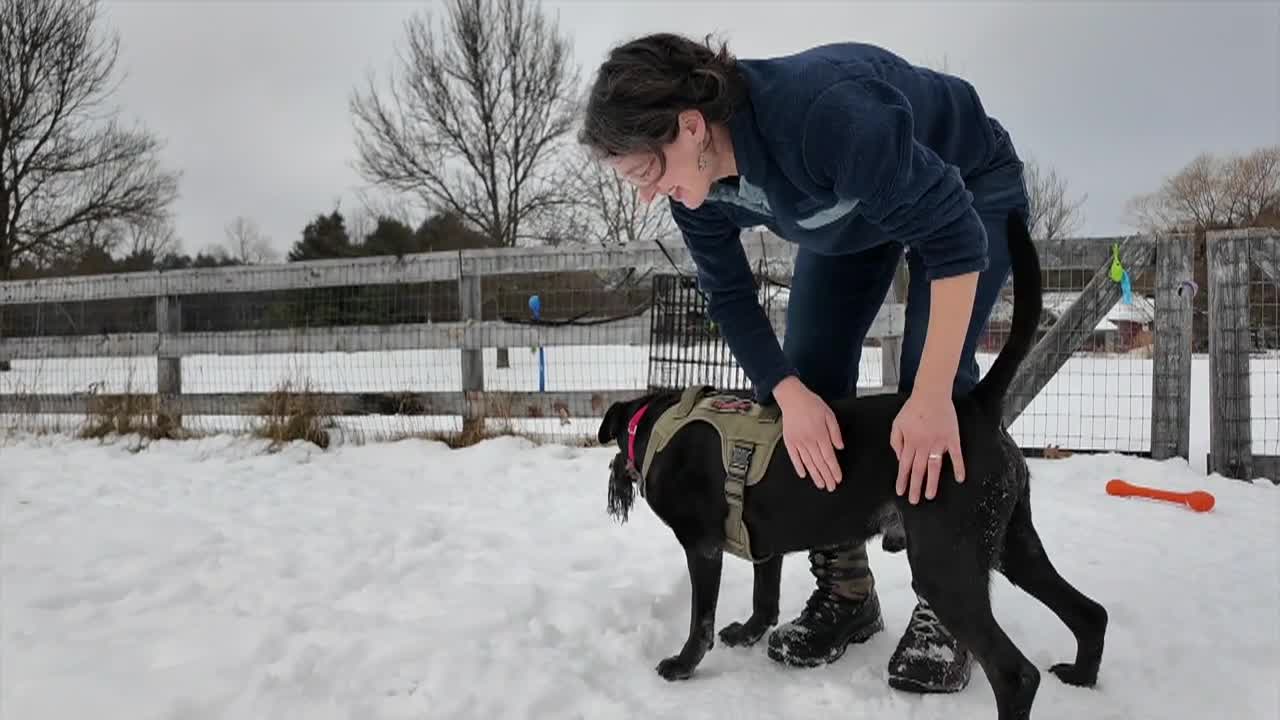 Lucy Mackenzie Humane Society: 'January Adoptables'