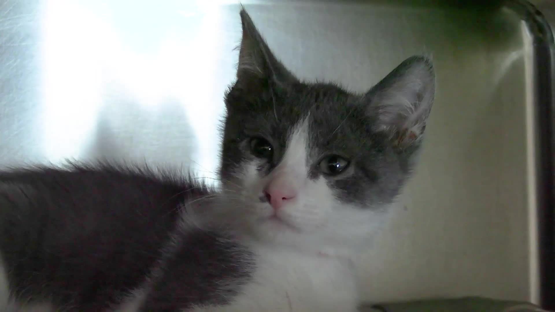 Windham CHS: 'Tails From The Shelter, 2/3'