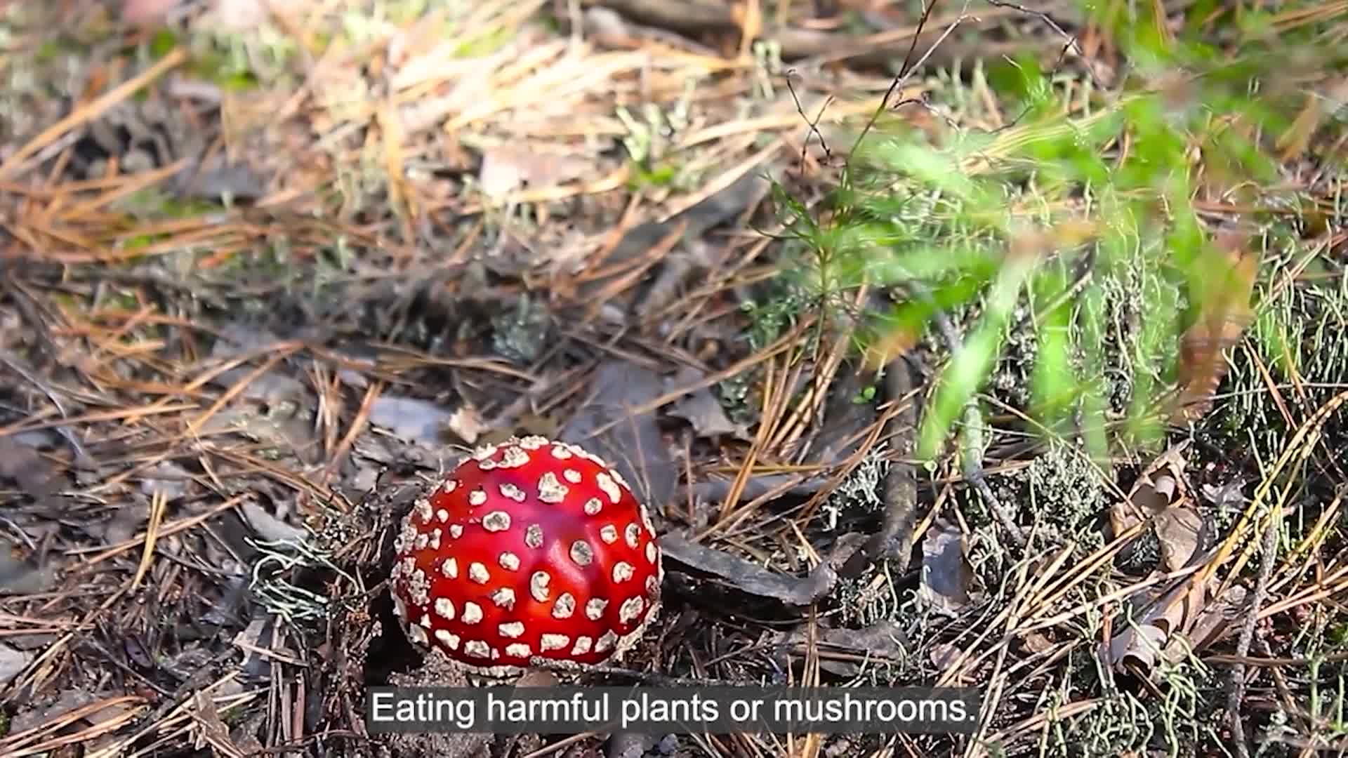 NNEPCC: 'March Is National Poison Prevention Month'