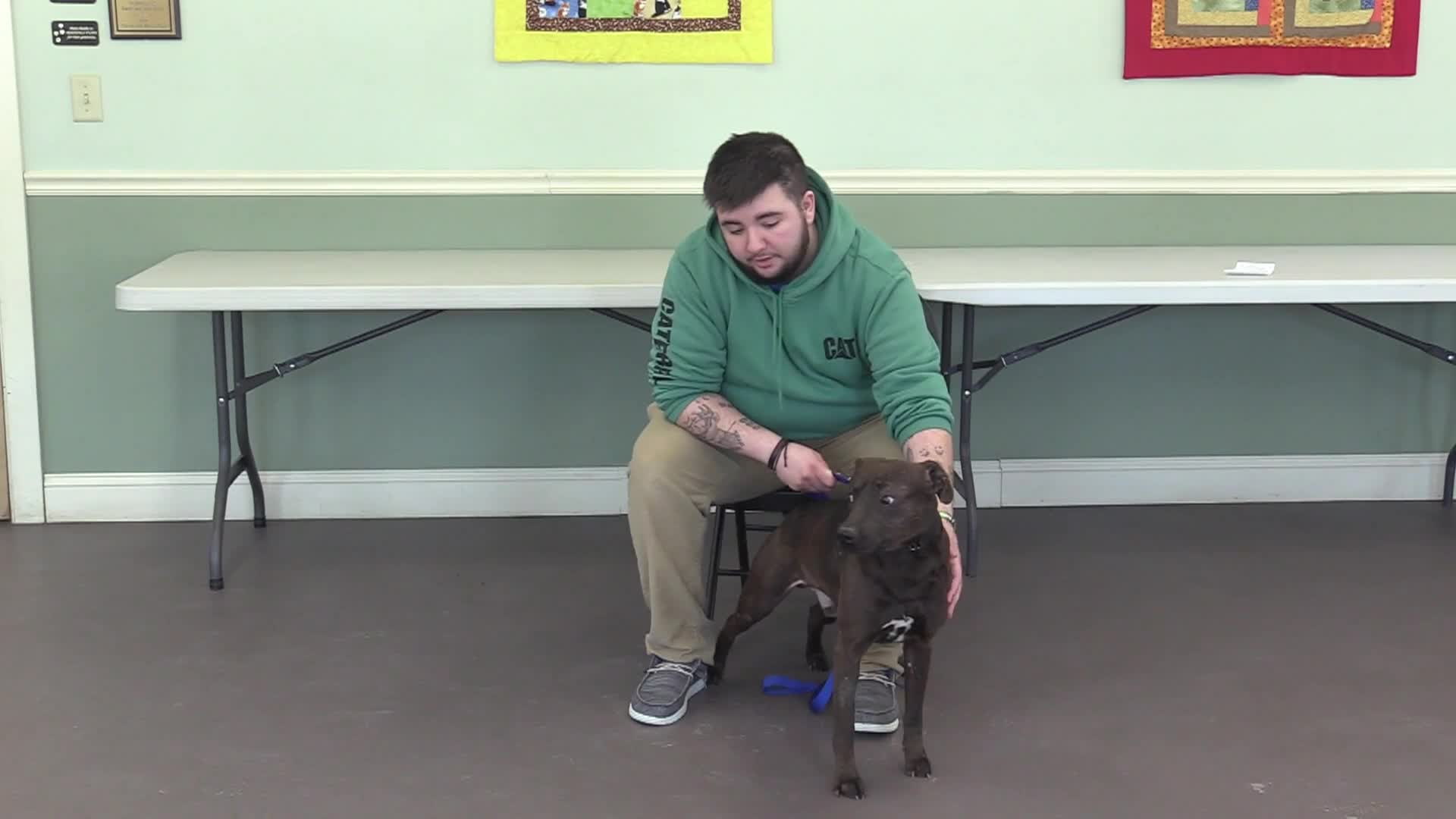 Springfield Humane Society: '2026, March Adoptables'