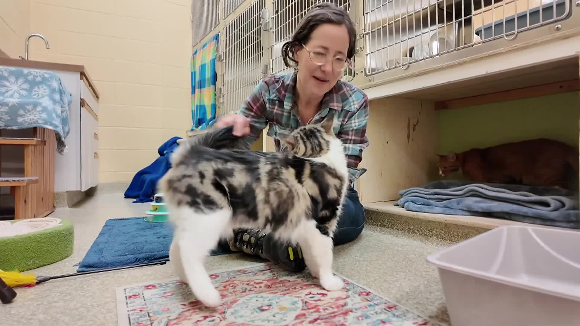 Thumbnail image for Lucy Mackenzie Humane Society: 'April Adoptables'