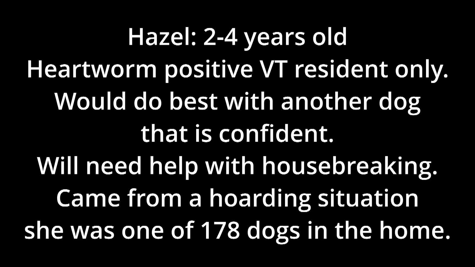 Thumbnail image for Springfield Humane Society: '2026, April Adoptables'