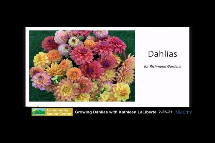 Thumbnail image for Growing Dahlias with Kathleen LaLiberte