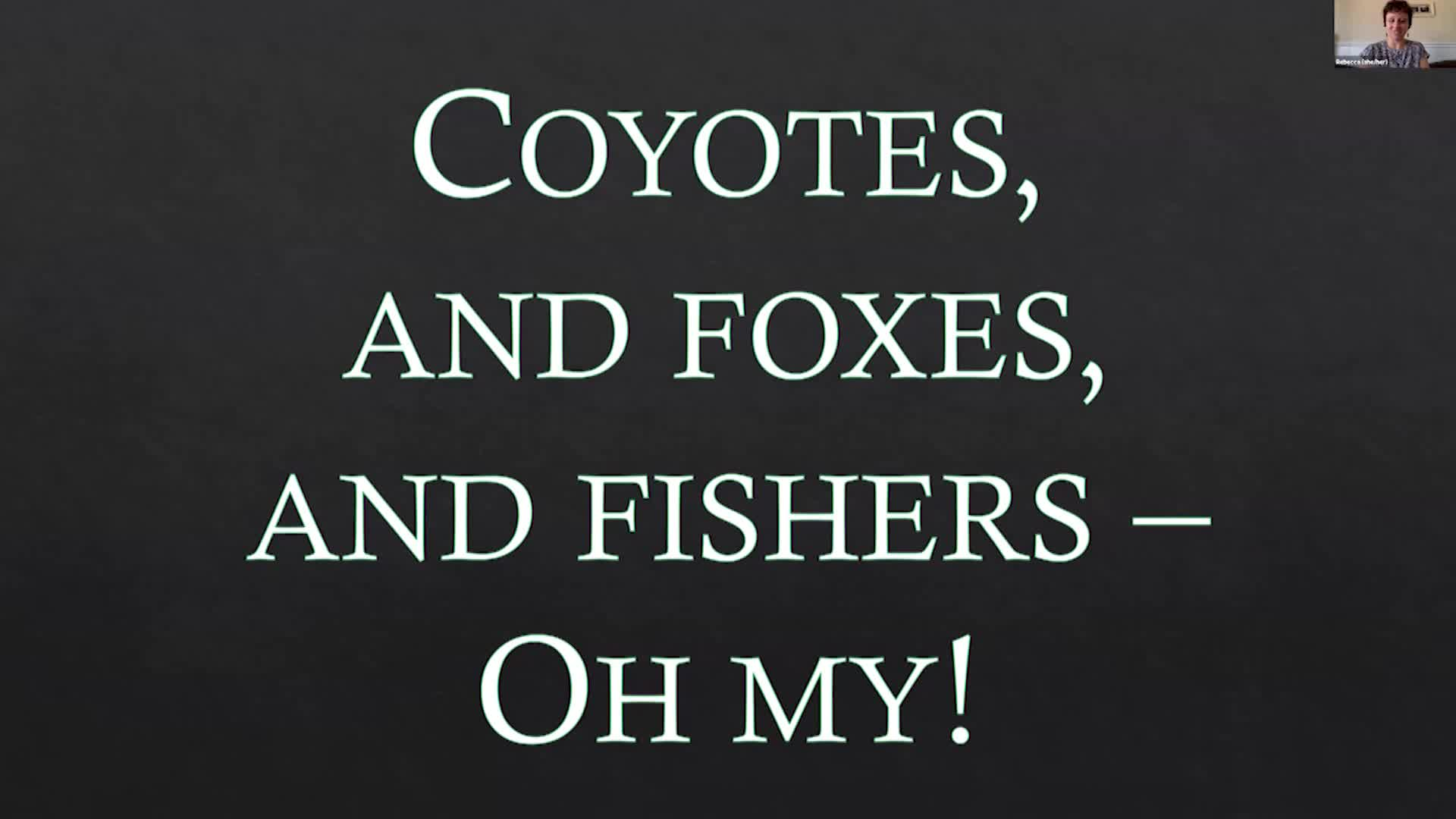 Thumbnail image for Vermont Land Trust: 'Coyotes, And Foxes, And Fishers – Oh My! Wildlife In The City Of Burlington'