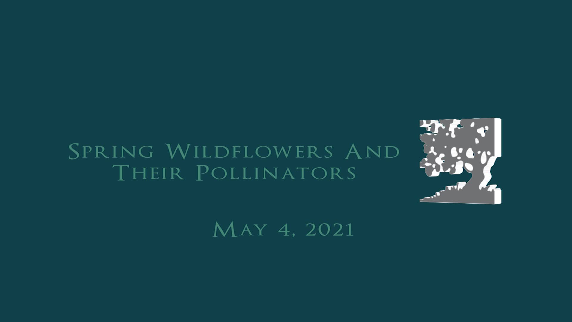 Thumbnail image for Vermont Land Trust: 'Spring Wildflowers And Their Pollinators'