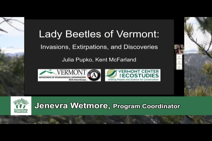 Thumbnail image for Sustainable Woodstock Green Series: 'Lady Beetles'